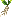Old Ginseng